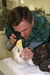 Dr. Tristan gives the eagle a thorough examination.