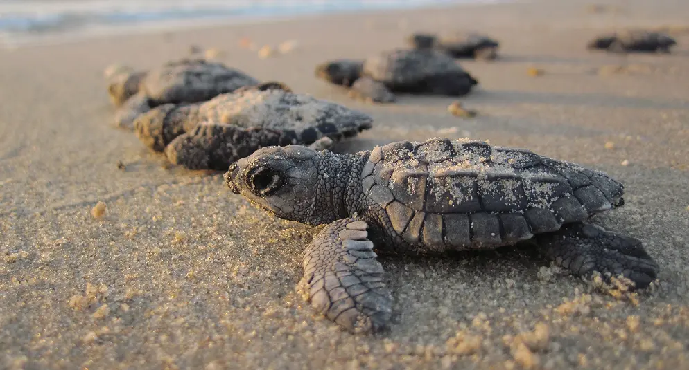 Baby turtles making their way to the Gulf waters.