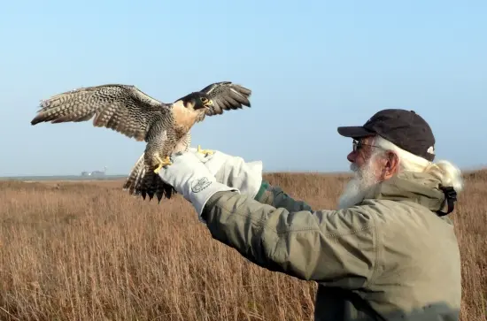 Tony Amos releasing a Peregrine Hawk.