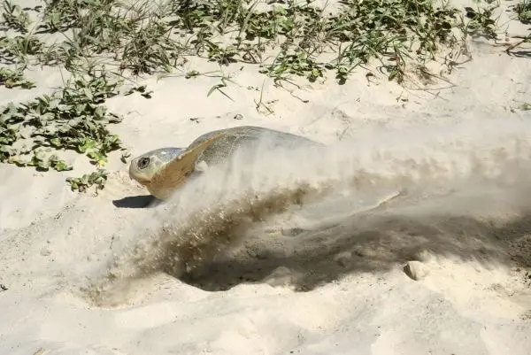 A nesting Kemps Ridley turtle 