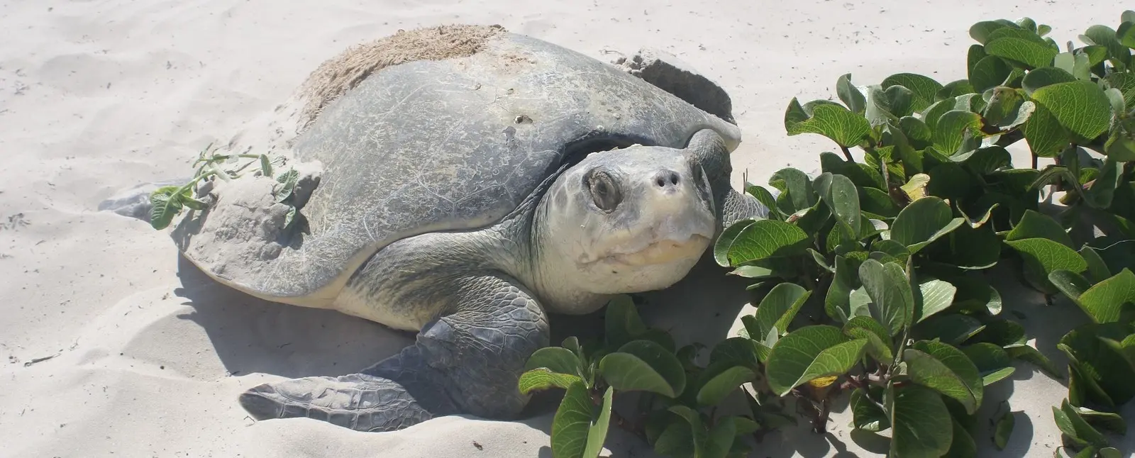 Kemps Ridley turtle spotted during Turtle Patrol.