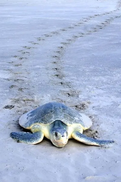 A nesting Sea Turtle and it's tracks on the beach.