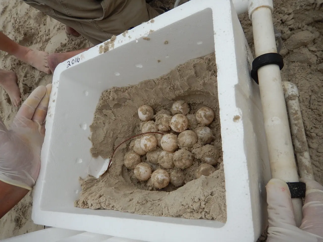 Sea Turtle eggs in a cooler