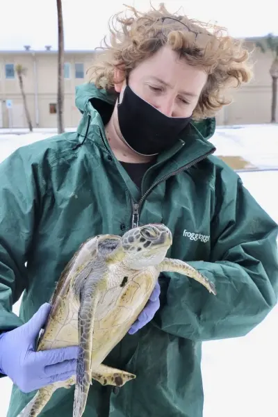 An ARK worker holds a cold stunned turtle