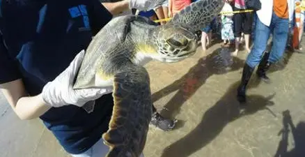 Volunteers prepare to release a rehabilitated turtle